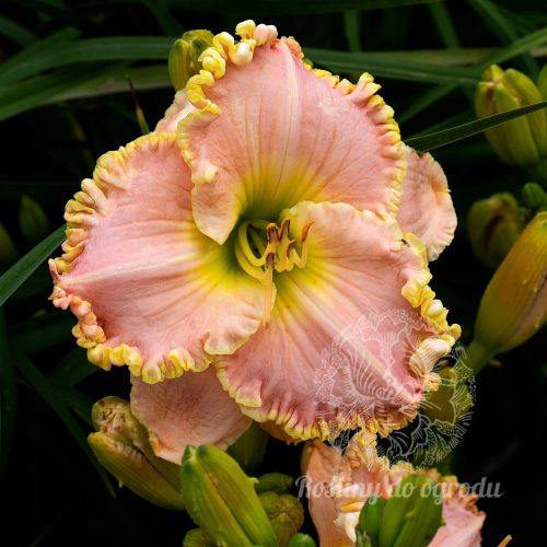  Daylilies, tuberi/bulbi/rizomi variegati sciolti