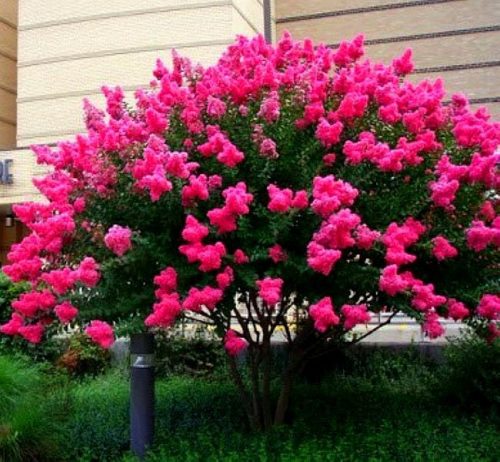  LAGERSTROEMIA GLI ARBUSTI A FIORITURA PIÙ LUNGA DEL MONDO ROSA