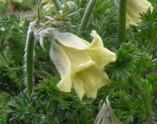  PASSANQUE GIALLO - una prelibatezza per il giardino