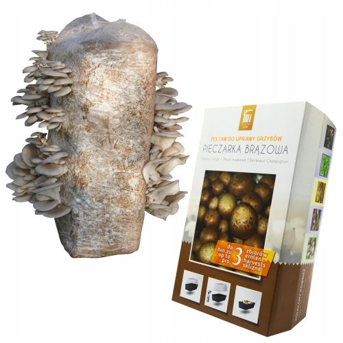 Funghi da coltivazione - FUNGHI MARRONI + OSTRICA MUSICA 15 kg