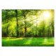 Carta da parati 3D con alberi forestali 368x254 F00772