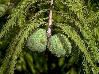  CIPRESSO DEL FANGO, una bellissima piantina IN VASO