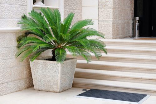  Piantina di palma Cycas in contenitore da 0,5 litri