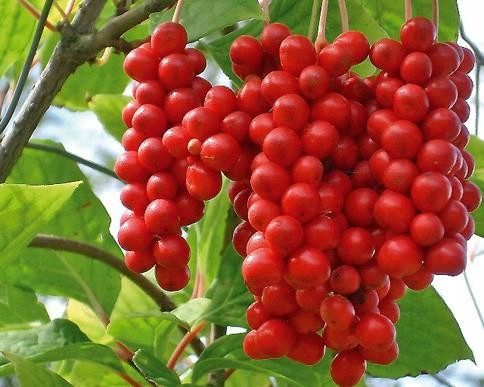  Schisandra cinese GRANDE piantina CIASCUNA porta frutti CREEPER frutto della VITA Sadova no1