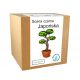  Kit per la coltivazione del bonsai di pino nero giapponese