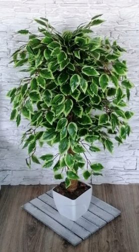 Albero artificiale di Ficus Benjamina, 100 cm, fiore