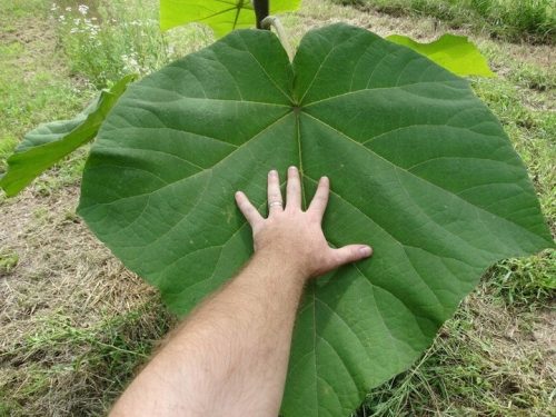  Semi di Paulownia Shan Tong 100 pz