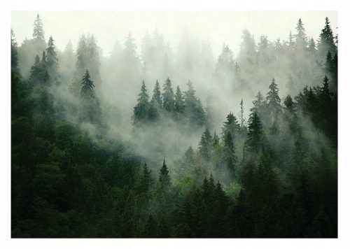 Carta da parati fotografica LAVABILE Forest In The Fog LAMINATA 460x300