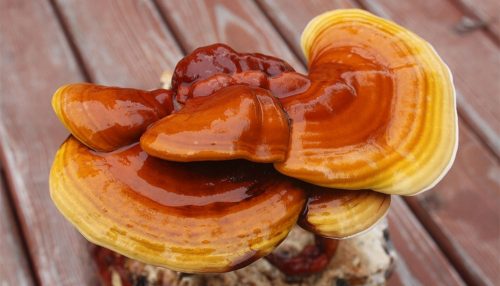  Micelio del fungo lucido REISHI in grani 1l