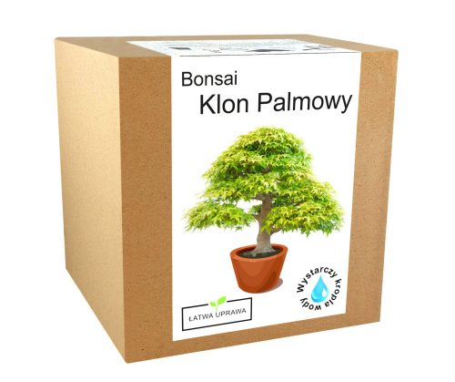  Set per coltivare un albero Bonsai, Maple Palm Leaf