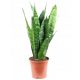  Sansevieria Zeylanica Sansevieria Pianta del serpente