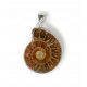  Lampadario con ammonite, montatura in metallo