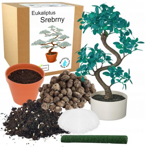  KIT PER LA COLTIVAZIONE DI UN ALBERO BONSAI DI EUCALIPTO BLU ARGENTO PER MOLTI ANNI