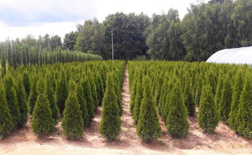  THUJA THUJA SMERALDO 160-180cm TRASPORTO POSSIBILE