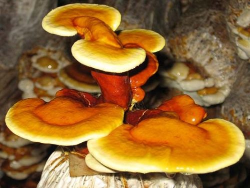 Funghi da coltivazione - REISHI Ganoderma lucidum substrato pronto 3kg FUNGHI