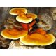 Funghi da coltivazione - REISHI Ganoderma lucidum substrato pronto 3kg FUNGHI