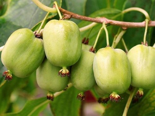  MINI KIWI Actinidia ISSAI Ermafrodita autoimpollinante