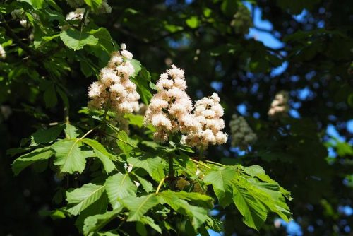  INFLORAZIONI BIANCHE DELL'Ippocastano BAUMANNII