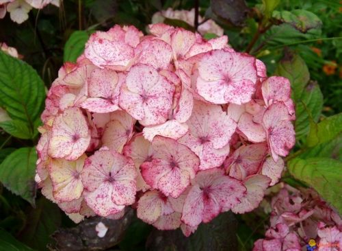  Ortensie rosa, piantine in contenitore da 2-3 litri, 30-35 cm