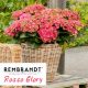  GARDEN HYDRENSION REMBRANDT ROSSO GLORY ~ 3 anni