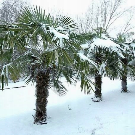  Semi di Trachycarpus Fortunei Polonia