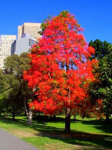  Liquidambar ambrato americano coloratoIn autunno