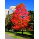  Liquidambar ambrato americano coloratoIn autunno