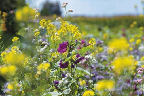  Prato fiorito Miscela di miele 200g