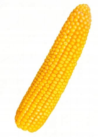 Corn Legion semina insilato di cereali FAO 260