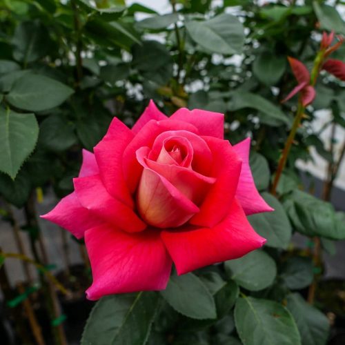  Piantina di rose in contenitore da 1-2 l da 30 cm