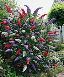  Buddleia tricolore TRIKOLOR - SEMINE PREMIUM