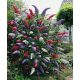  Buddleia tricolore TRIKOLOR - SEMINE PREMIUM