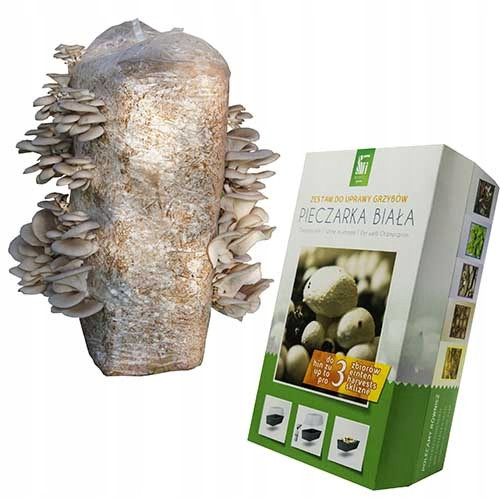  FUNGHI Ostrica balla di micelio 15kg di funghi Ostrica