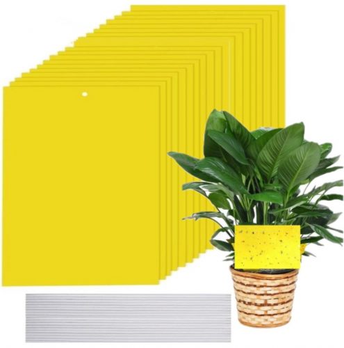  Sticky Wholesale Prima sticky in vaso giallo 10 pz.