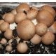  Exoticgrow kit coltivazione funghi marroni 3 l