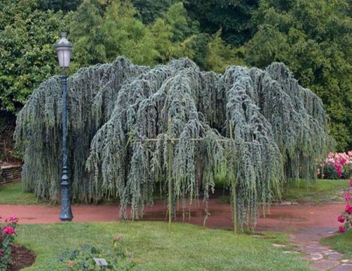  Piantine di cedro del Libano Glauca Pendula P9