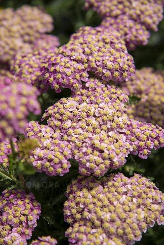  Yarrow SKYSAIL ROSA CHIARO Novità! miniatura