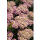  Yarrow SKYSAIL ROSA CHIARO Novità! miniatura