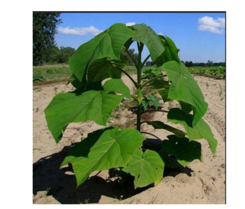 SEMINE DI SEMINE A CRESCITA PIÙ VELOCE DELL'ALBERO DI OSSIGENO DI PAULOWNIA