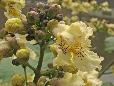  C5 CATALPA A FIORI GIALLI CATALPA 130-150 CM.