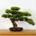 Bonsai decorativo da interno, Pino PN-7