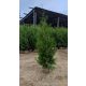  Thuja BRABANT Piantina di albero Thuja Brabant 180-220 cm CONSEGNA GRATUITA