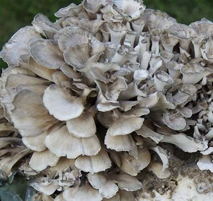 Funghi da coltivazione - MAITAKE substrato pronto per micelio 3 kg