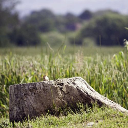 Compostatore organico e naturale Planto