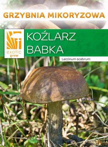  Mycelium Koźlarz piantaggine Mycelium 10 g