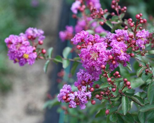  LAGERSTROEMIA VIOLA MALVA Senza mezzogiorno P9