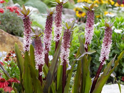  EUCOMIS | EUCOMIS | 'ESTATE INDIANA' | 1 pezzo.