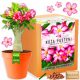  Kit per la coltivazione di piante Semi di rosa del deserto Bonsai baobab adenium obesum