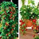  Fragoline e fragoline FRAGOLA RAMPICANTE PENDENTE FRUTTITURA RIPETUTA 10 PZ SEMINE DI FRAGOLA A+ GRANDI FRUTTI DOLCI piantina a radice nuda 15-30 cm