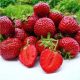  Fragoline e fragole HONEOYE FRAGOLA MOLTO PRECOCE 10 PZ SEMENTI DI FRAGOLA DESSERT AROMATICO piantina a radice nuda 15-30 cm